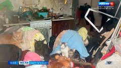 Многочисленные кошки мучились в квартире на Авангардной улиц...