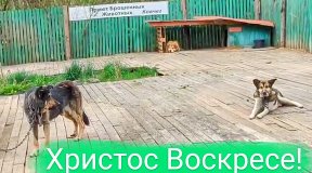 Пасха и привет от такс!