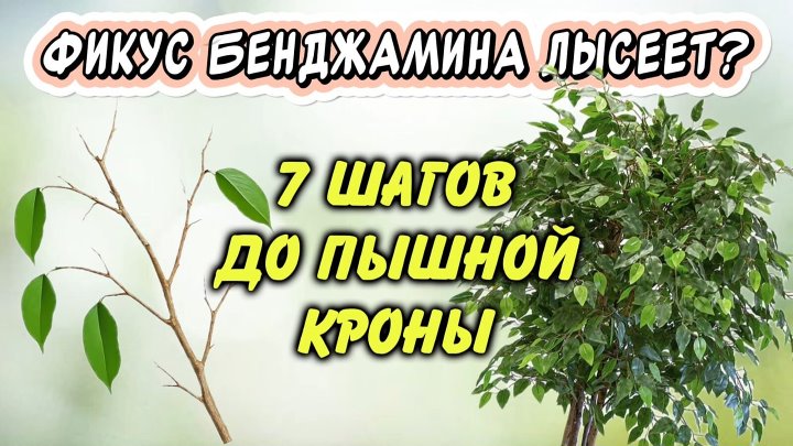 Из лысой палки в пышный куст: 7 шагов до пышной кроны фикуса Бенджамина